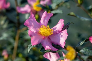 Camellia sasanqua 'Cleopatra' C5 60-70