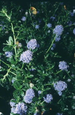 Ceanothus Ceanothus 'Blue Mound' buske Ceanothus 'Blue Mound' buske