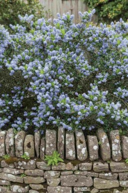 Ceanothus burkwoodii buske 40-50 cm