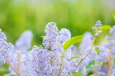 Ceanothus 'Gloire de Versailles' C10 50-60