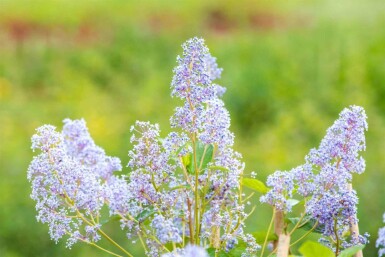 Ceanothus 'Gloire de Versailles' C10 50-60
