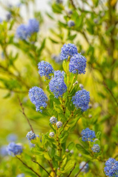 Ceanothus impressus 'Victoria' C5 40-50