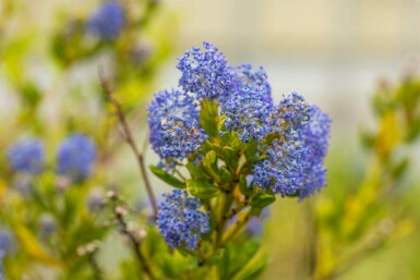 Ceanothus impressus 'Victoria' C5 40-50