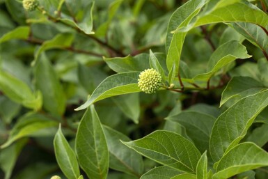 Cephalanthus occidentalis C10 50-60