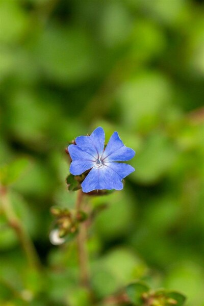 Ceratostigma griffithii C10 40-60