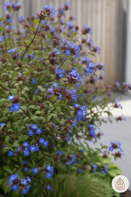 Ceratostigma willmottianum buske 30-40 cm