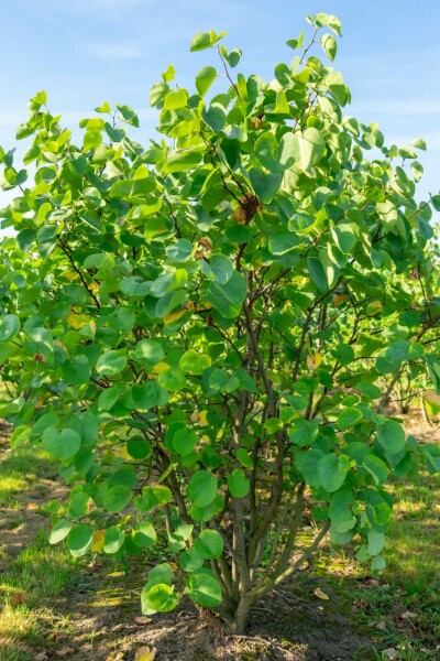 Cercis canadensis C10 100-125