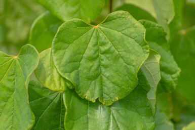 Cercis canadensis C10 100-125