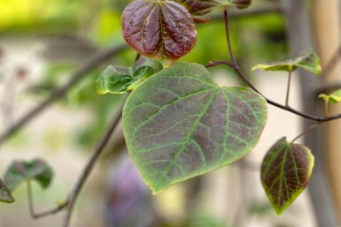 Cercis canadensis 'Ruby Falls' C10 175-200