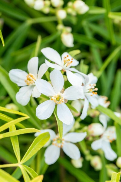Choisya ternata 'Aztec Pearl' C5 40-50