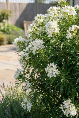 Choisya ternata 'Aztec Pearl' buske 80-90 cm