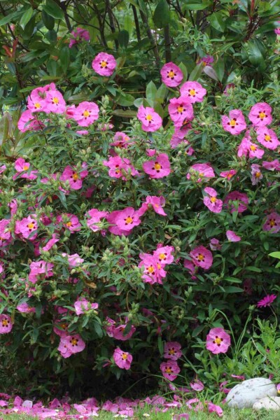 Cistus purpureus C2 20-30