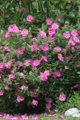 Cistus purpureus C2 20-30