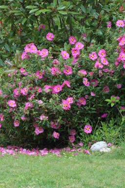 Cistus purpureus C2 20-30