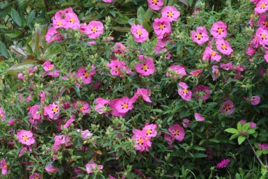 Cistus purpureus C2 20-30