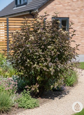 Cornus alba 'Kesselringii' buske 60-80 cm