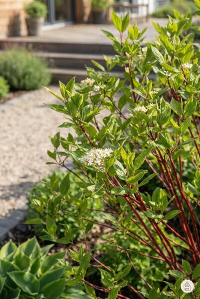 Cornus alba 'Sibirica' buske 60-80 cm