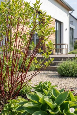 Cornus alba 'Sibirica' buske 60-80 cm