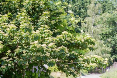 Cornus alternifolia C5 80-100