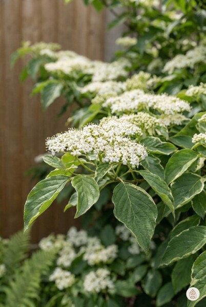 Cornus controversa buske 100-125 cm
