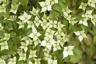 Cornus kousa chinensis C12 150-175