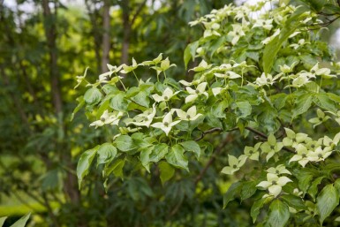 Cornus kousa chinensis C12 150-175