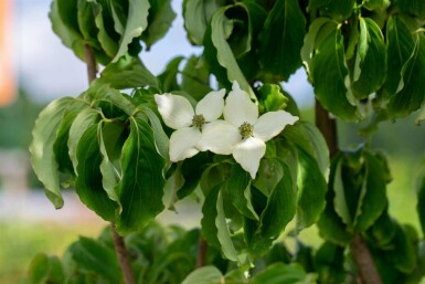 Cornus kousa chinensis C12 150-175