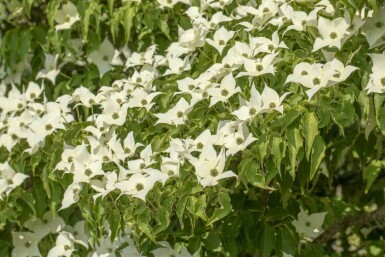 Cornus kousa 'Milky Way' C30 140-160