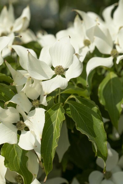 Cornus kousa 'Milky Way' C30 120-140