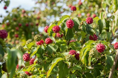 Cornus kousa 'Milky Way' C30 120-140