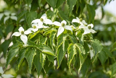 Cornus kousa 'Milky Way' C30 120-140