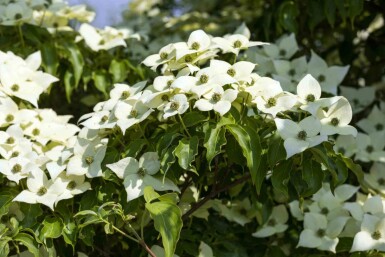 Cornus kousa 'Milky Way' C30 120-140