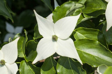 Cornus kousa 'Milky Way' C30 120-140