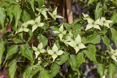 Cornus kousa 'Milky Way' C30 120-140