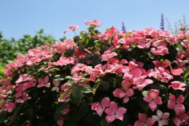 Cornus kousa 'Satomi Compact' buske 50-60 cm