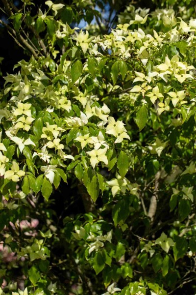 Cornus kousa 'Schmetterling' C7,5 80-100