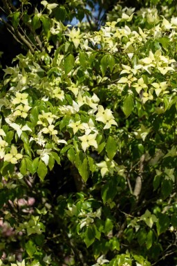 Cornus kousa 'Schmetterling' C7,5 80-100