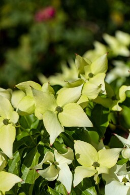 Cornus kousa 'Schmetterling' C7,5 80-100