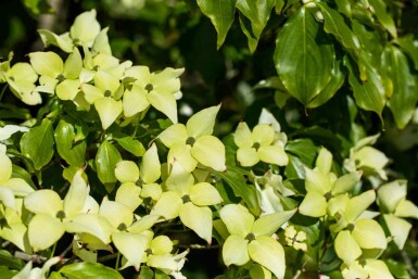 Cornus kousa 'Schmetterling' C7,5 80-100