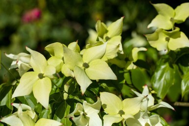 Cornus kousa 'Schmetterling' C7,5 80-100