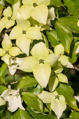 Cornus kousa 'Schmetterling' C7,5 80-100