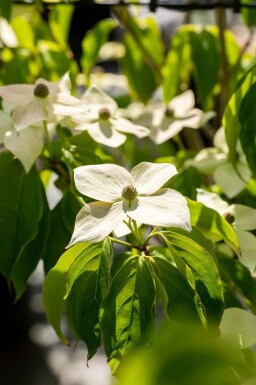 Japansk blomsterkornell Cornus kousa 'Teutonia' buske 100-125 C15 Cornus kousa 'Teutonia' buske 100-125 cm