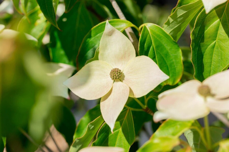 Japansk blomsterkornell Cornus kousa 'Teutonia' buske 100-125 C15 Cornus kousa 'Teutonia' buske 100-125 cm