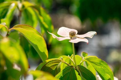 Japansk blomsterkornell Cornus kousa 'Teutonia' buske 100-125 C15 Cornus kousa 'Teutonia' buske 100-125 cm