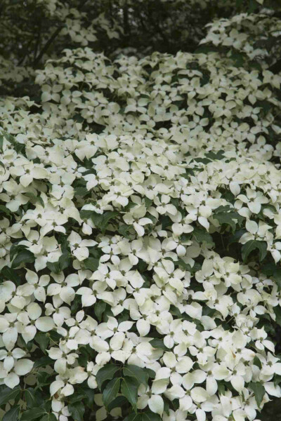 Cornus kousa 'Weisse Fontaine' C35 150-175