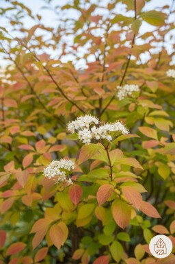 Cornus sanguinea 'Winter Beauty' buske 80-100 cm