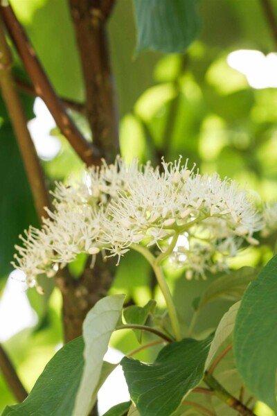 Cornus sericea 'Flaviramea' C7,5 60-80