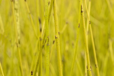 Cornus sericea 'Flaviramea' C7,5 60-80