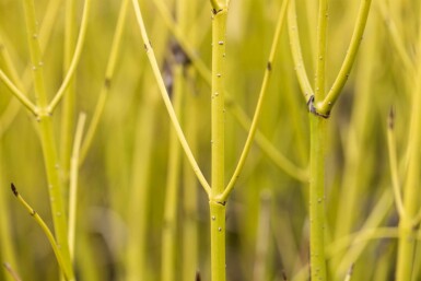 Cornus sericea 'Flaviramea' C7,5 100-125