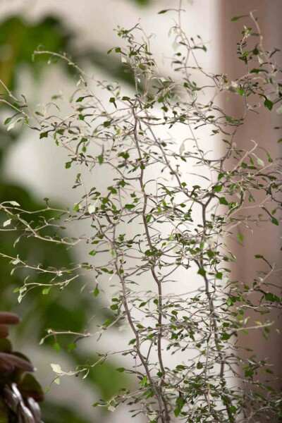 Corokia cotoneaster C2 40-50